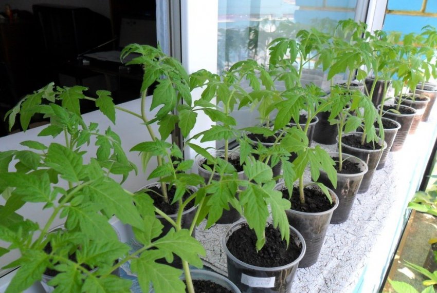 Загартовування розсади Загартовування розсади