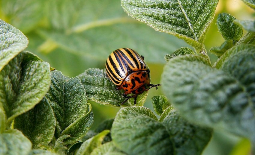 Колорадський жук