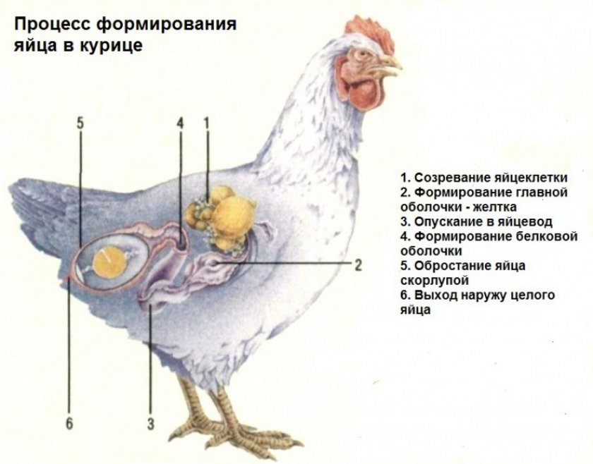 Процесс формирования яйца Процесс формирования яйца