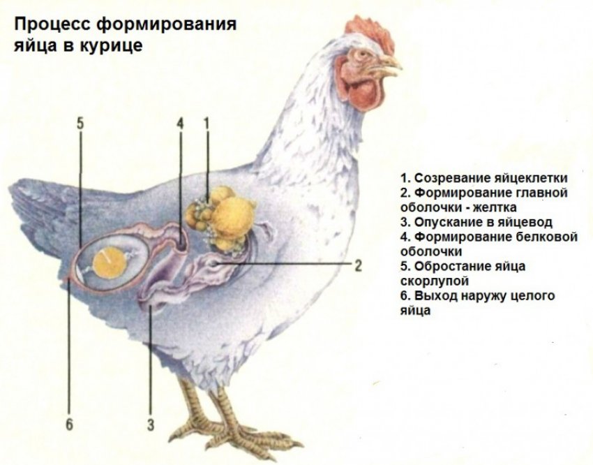 Почему курица несет мало яиц. Процесс формирования яйца в курице. Первые яйца у кур несушек. Процесс появления яйца у курицы. Курица с яйцами.