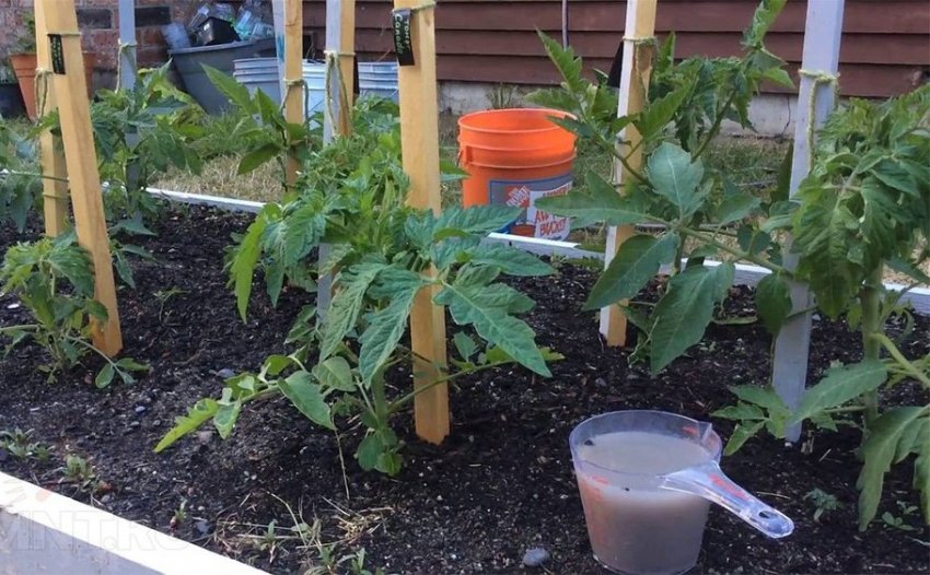 Підживлення Підживлення