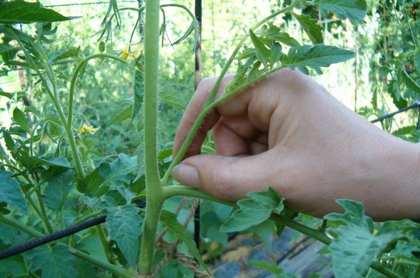 Як проводити пасинкування і формування куща Як проводити пасинкування і формування куща