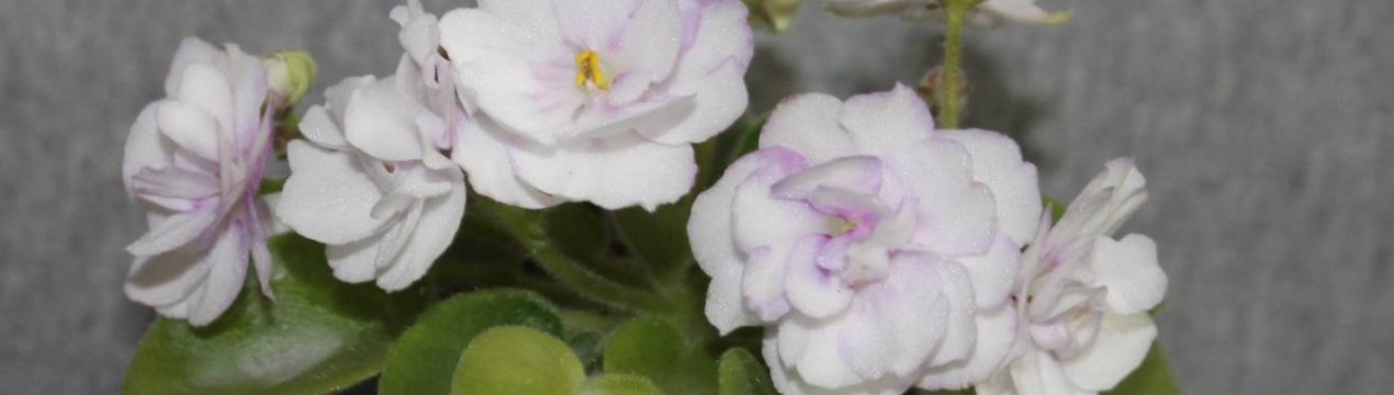 Фіалка Афродіта: особливості вирощування та догляду в домашніх умовах