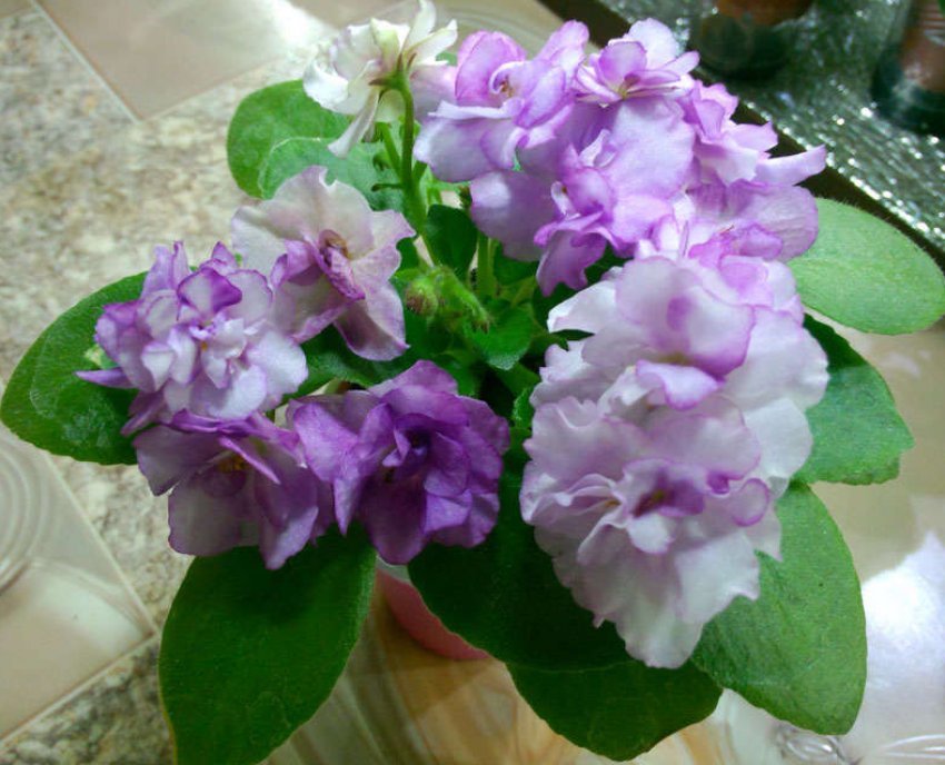 СК Афродіта СК Афродіта