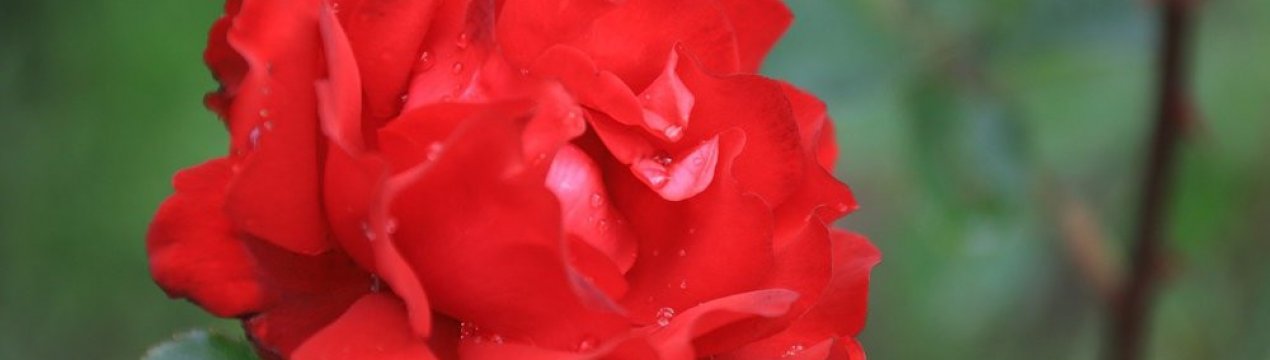 Роза Скарлет: опис і особливості вирощування