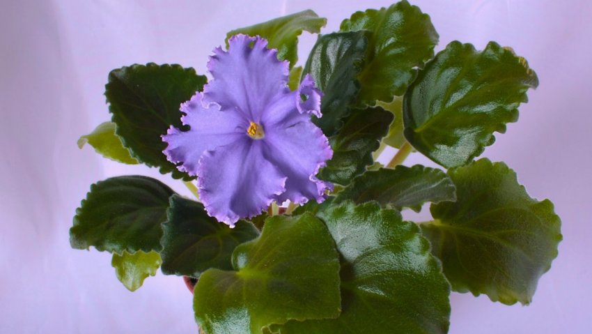 ЕК Афродіта ЕК Афродіта