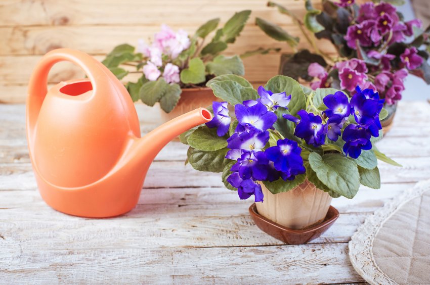 Полив фіалок Полив фіалок