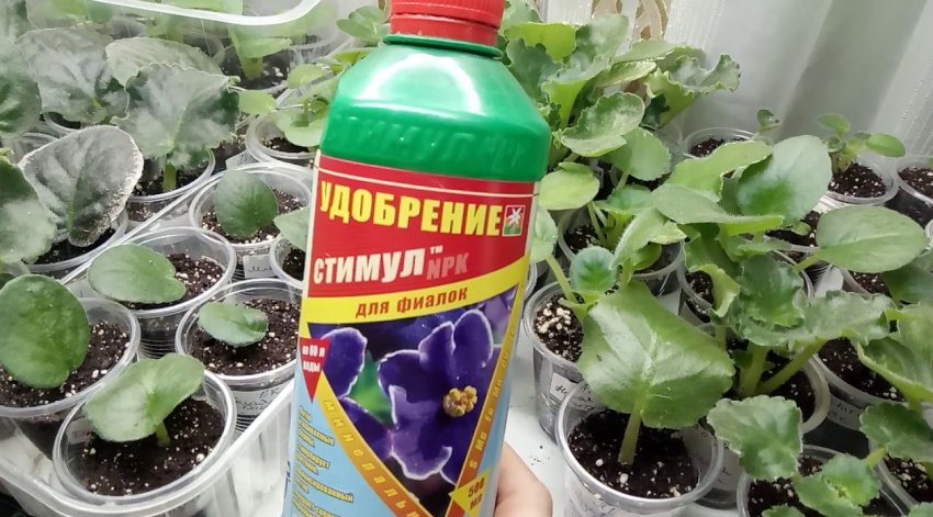 Добриво для фіалок Добриво для фіалок