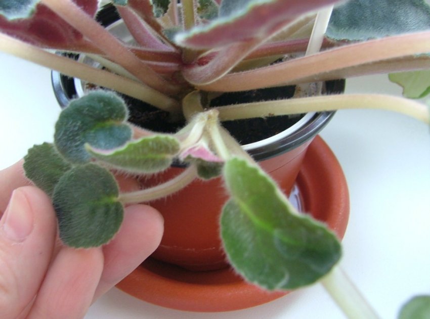 Обрізка фіалки Обрізка фіалки