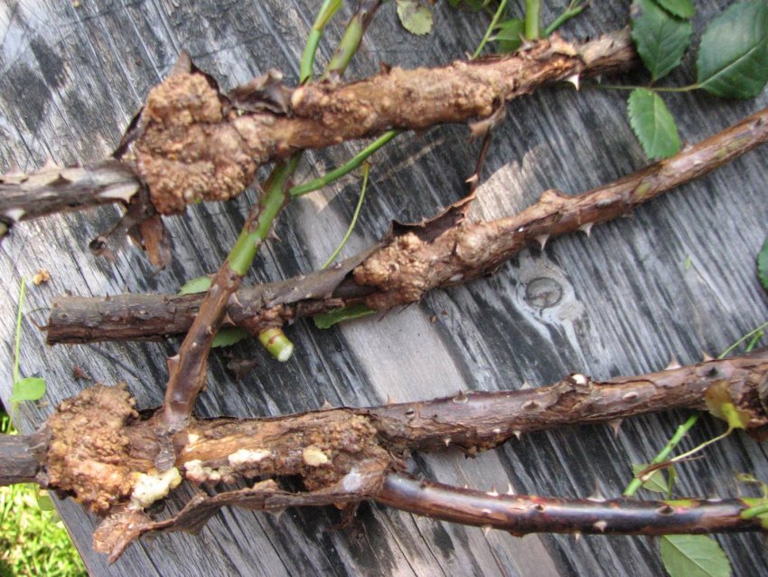 Бактеріальний рак Бактеріальний рак