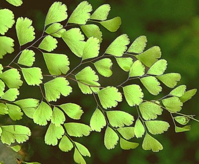 Адіантум венерине волосся: догляд в домашніх умовах