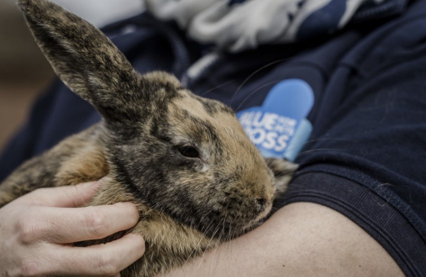 Старий кролик