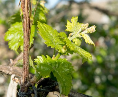 Що робити, якщо не плодоносить виноград