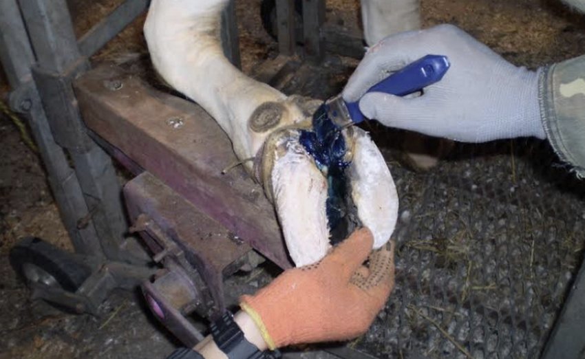 Чищення копит