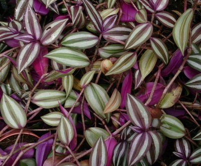 Традесканція зебрина: догляд за домашнім квіткою