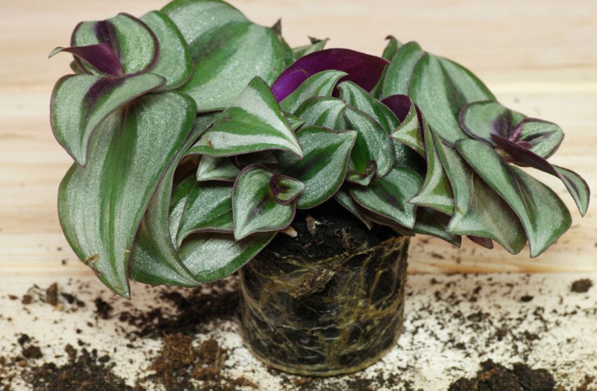 Пересадка Традесканції зебрина Пересадка Традесканції зебрина