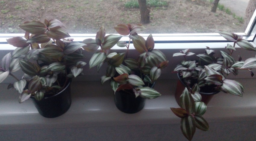 Розмноження поділом куща Розмноження поділом куща