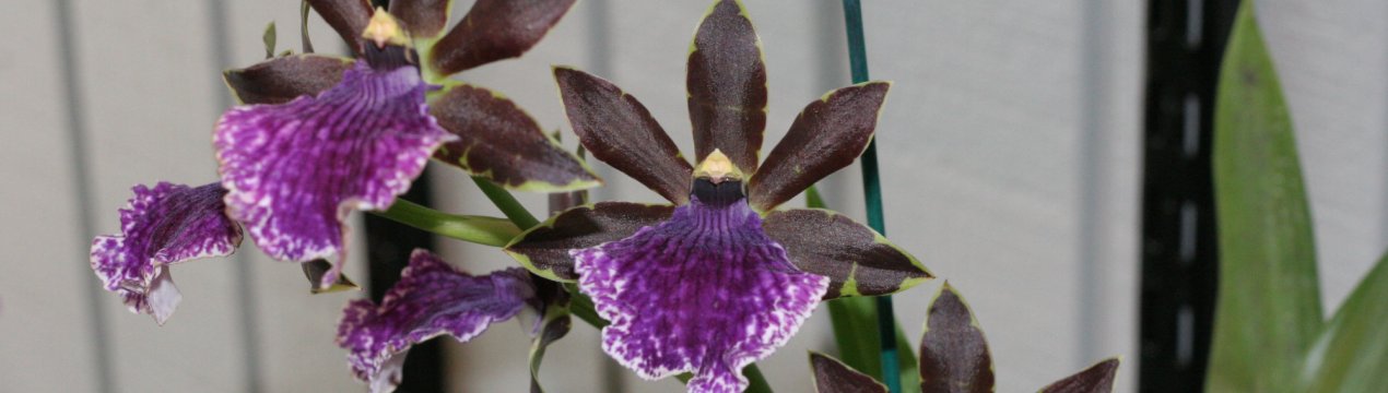 Орхідея онцидиум: догляд в домашніх умовах