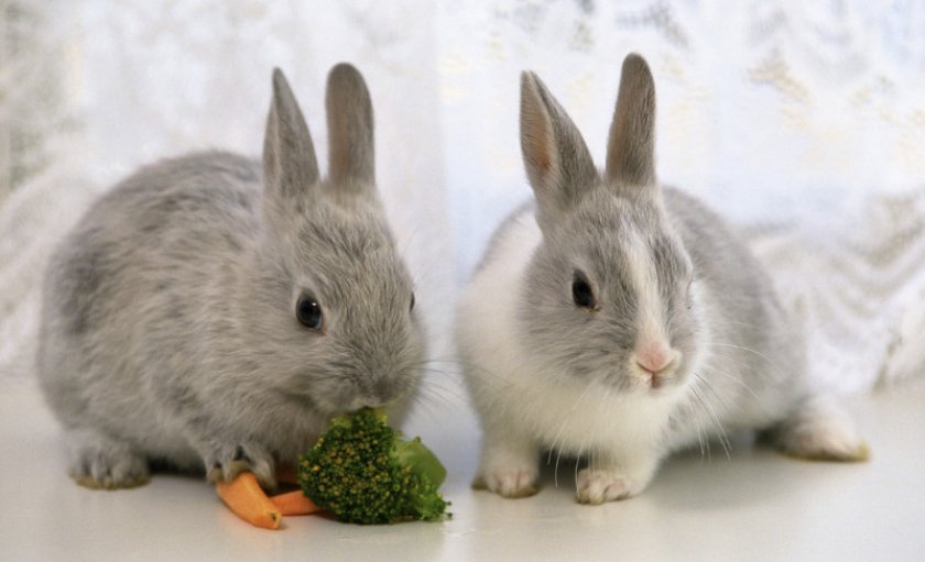 Питание кроликов