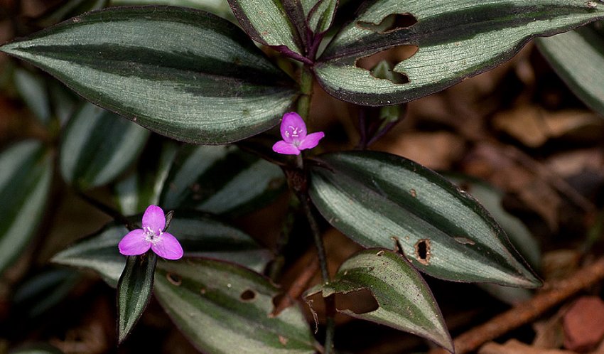Традесканція зебрина Традесканція зебрина