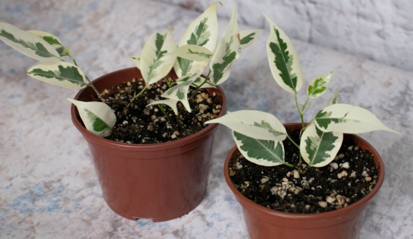 Пересадка після покупки Пересадка після покупки