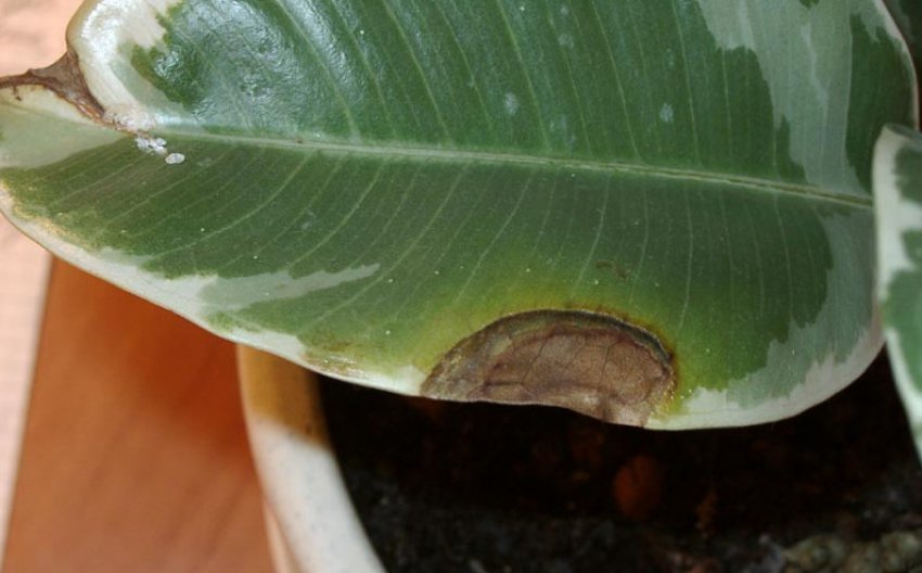 Листової грибок Листової грибок