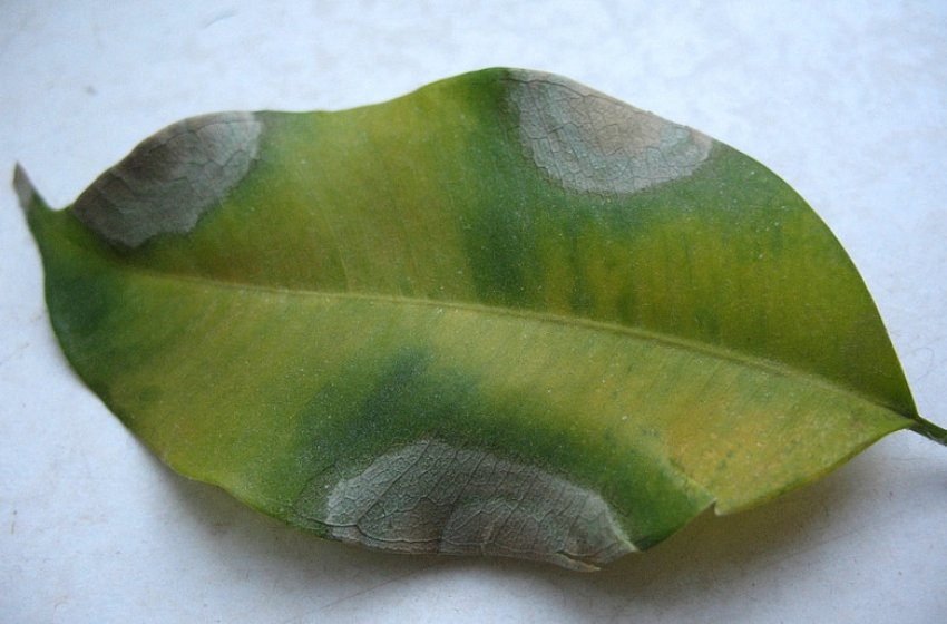 Сіра гниль Сіра гниль