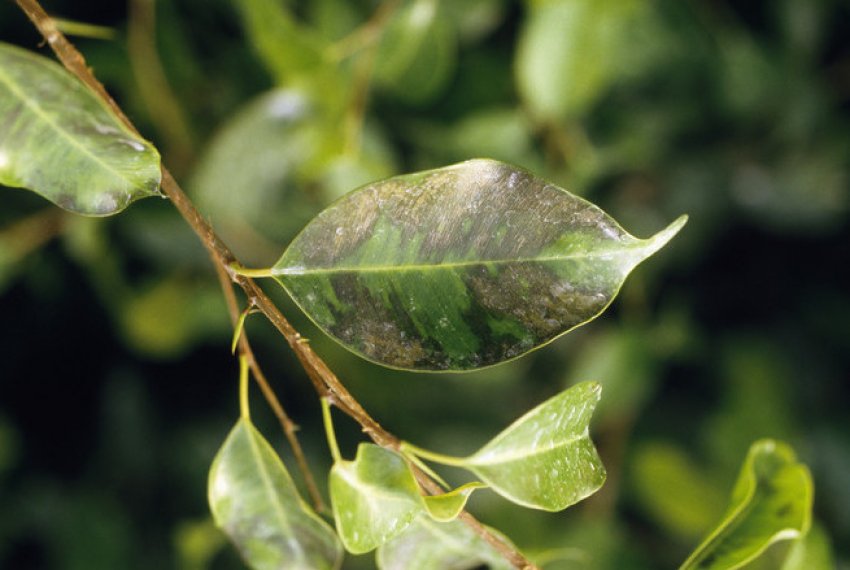 Сажістий грибок Сажістий грибок