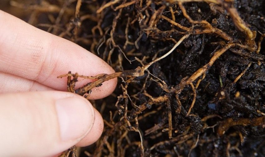 Коренева гниль Коренева гниль