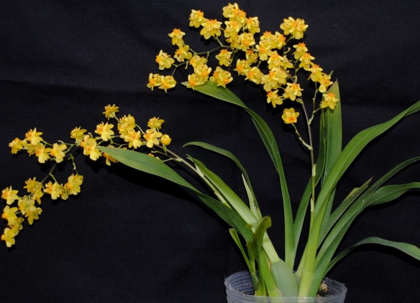 Пересадка орхідеї