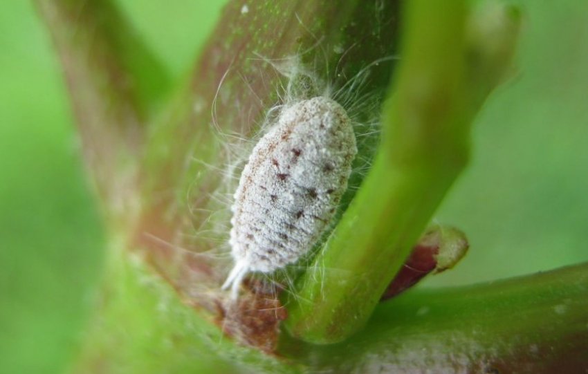 Борошнистий червець Борошнистий червець