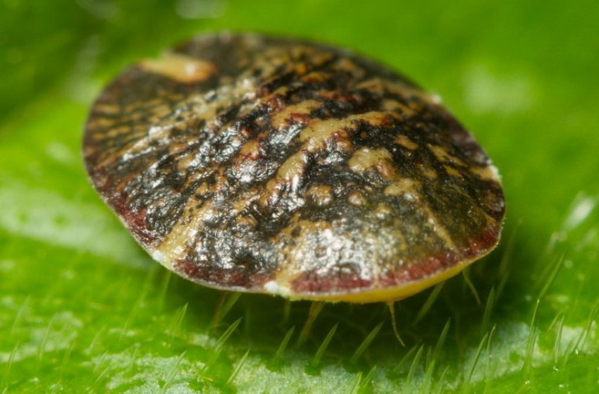 Щитівка Щитівка