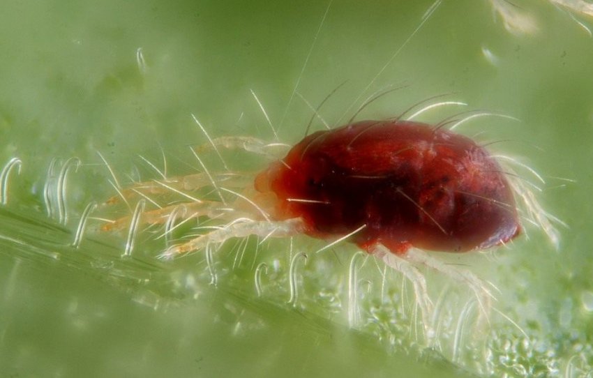 Павутинний кліщ Павутинний кліщ