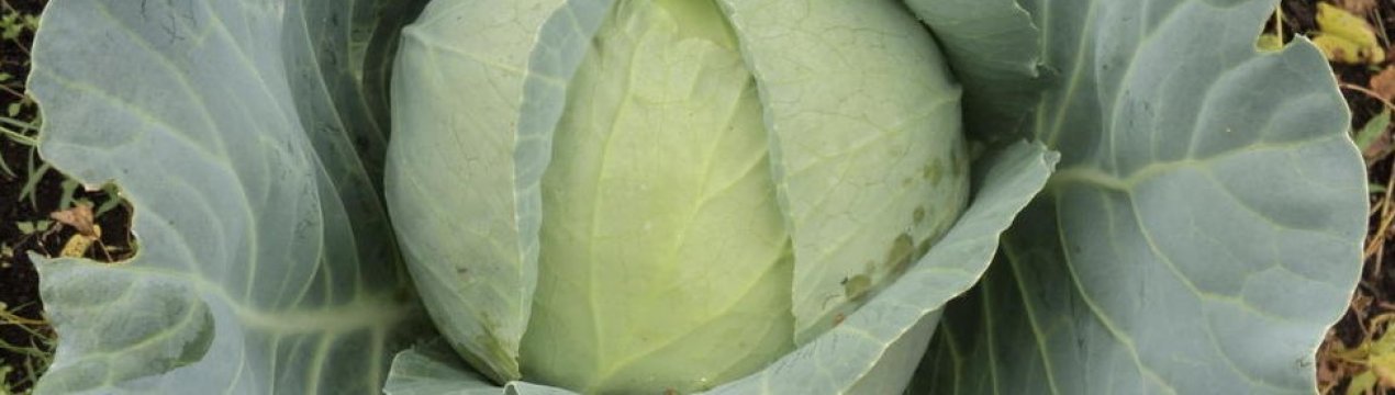 Капуста білокачанна Амагер: опис, секрети успішного вирощування