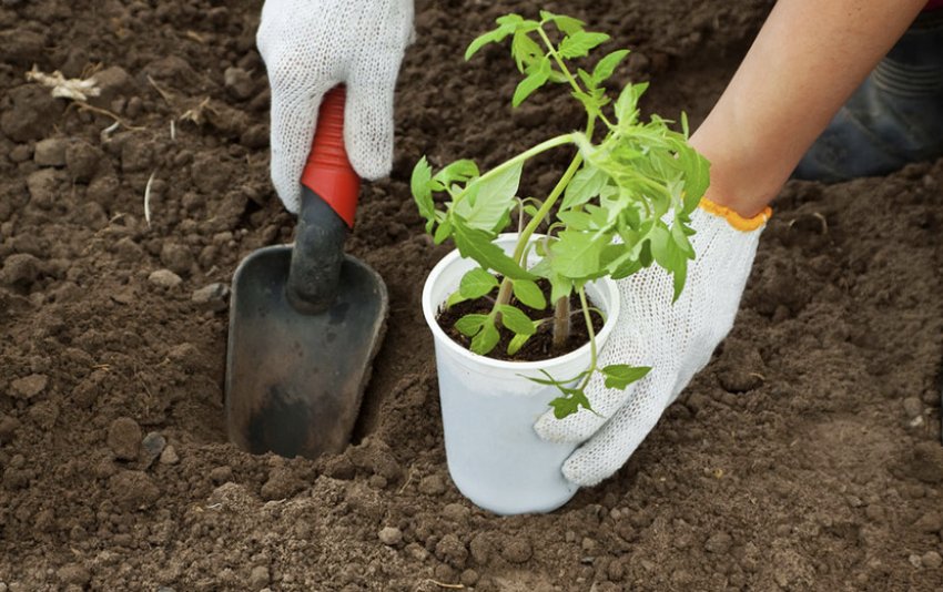 Висадка розсади томатів у теплицю Висадка розсади томатів у теплицю