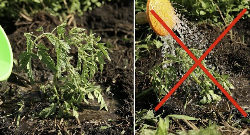 Полив томатів Полив томатів