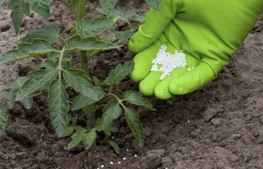 Підживлення томатів Підживлення томатів
