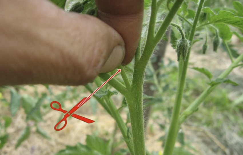 Пасинкування помідорів Пасинкування помідорів