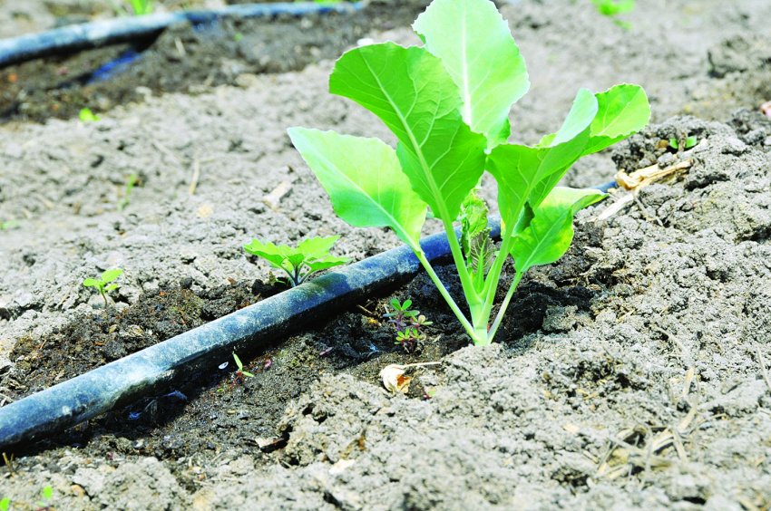 Полив Полив