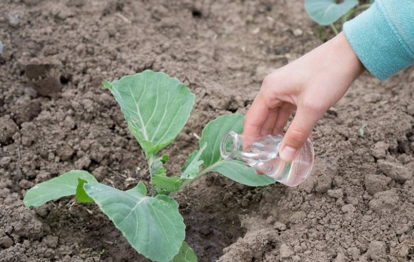 Підживлення Підживлення