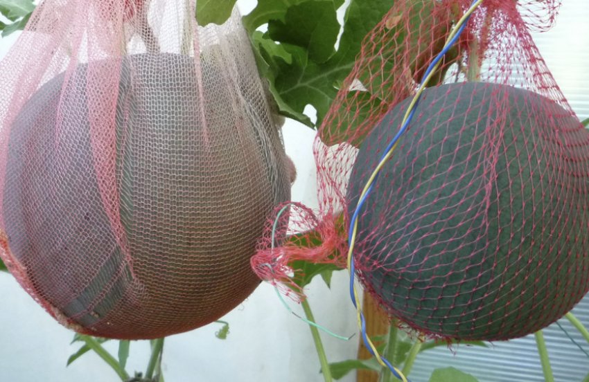 Зберігання дині в сітці Зберігання дині в сітці