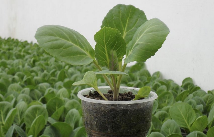 Розсада капусти Розсада капусти