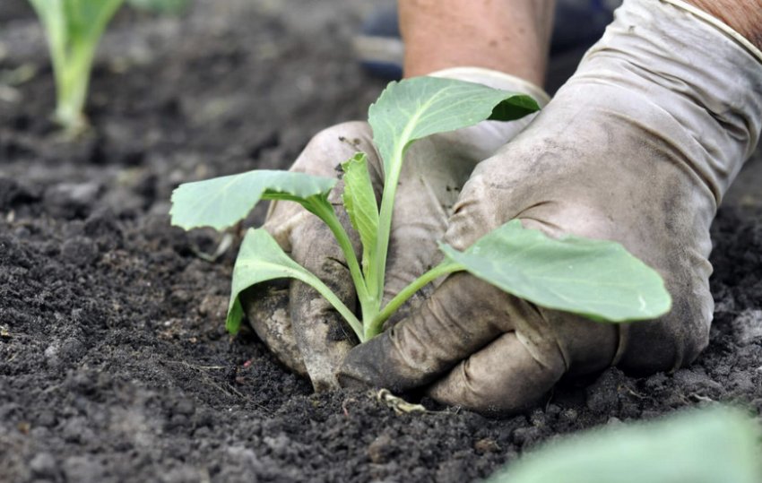 Пересаджування розсади в грунт Пересаджування розсади в грунт
