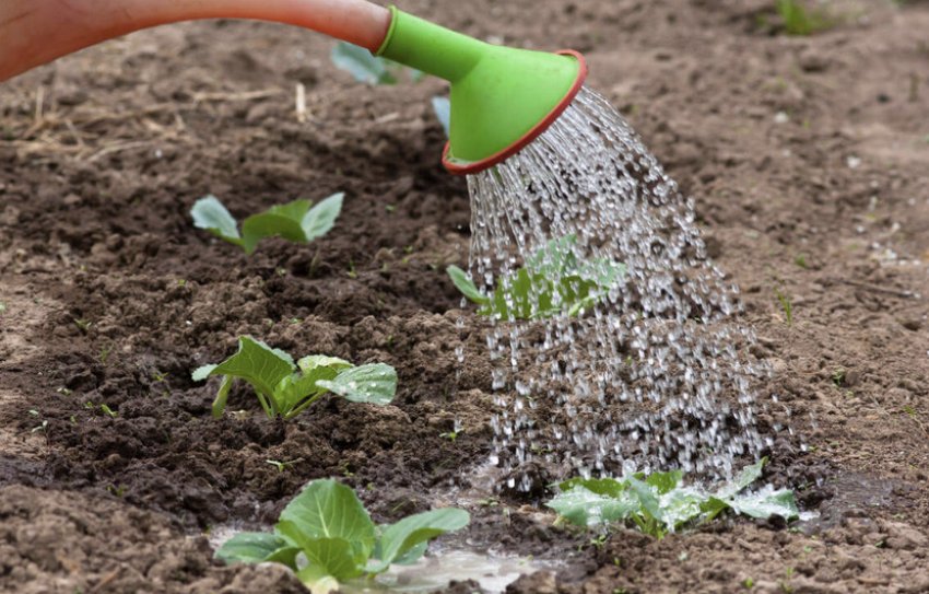 Полив капусти Полив капусти