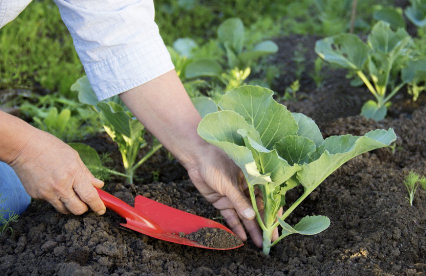 Добриво капусти Добриво капусти