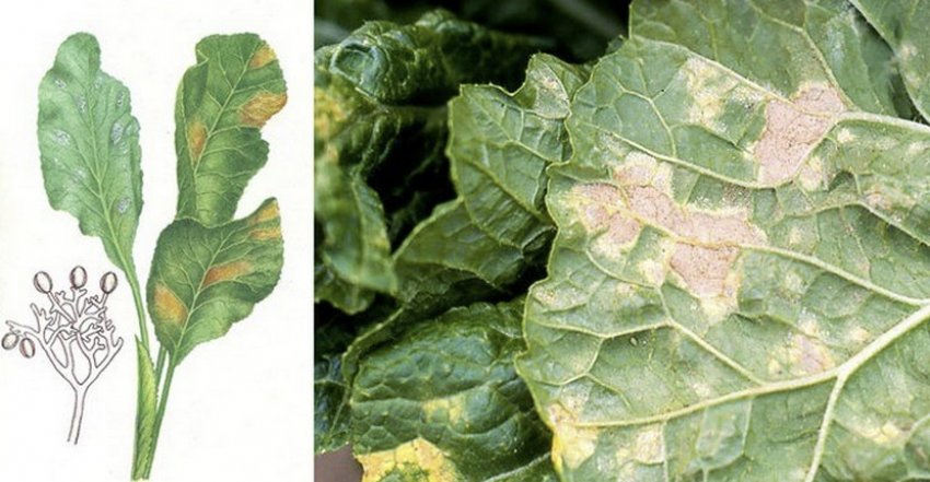 Борошниста роса Борошниста роса