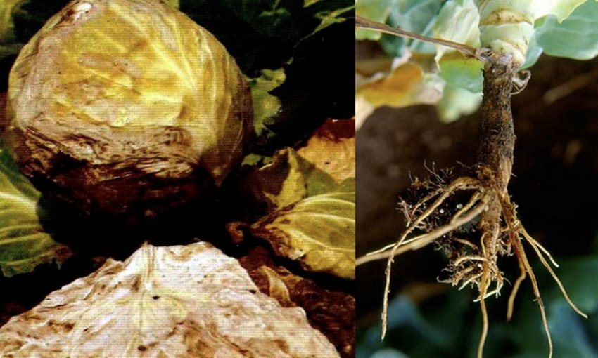 Ризоктоніоз Ризоктоніоз