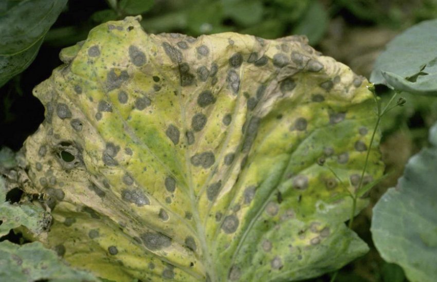 Альтернаріоз Альтернаріоз