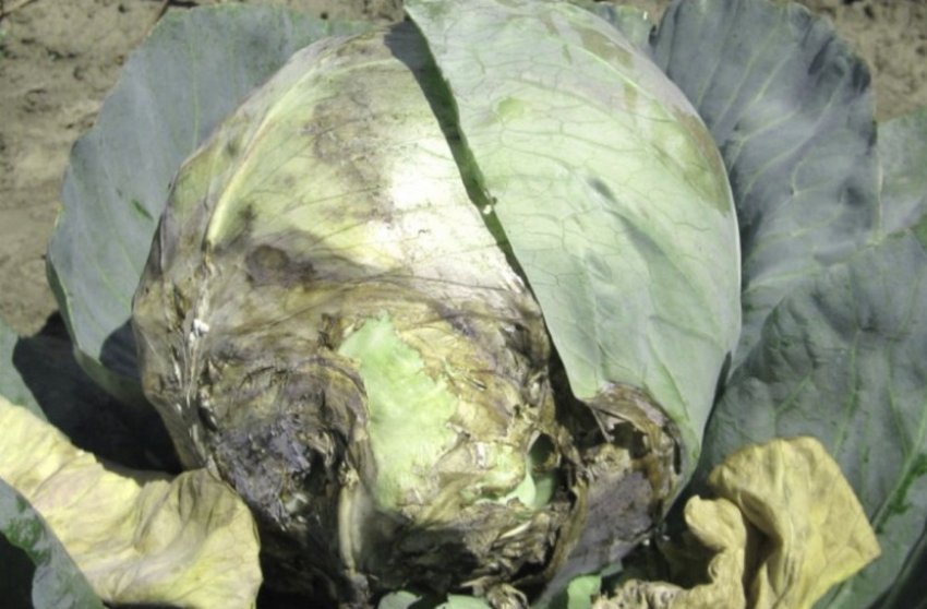 Сіра гниль Сіра гниль