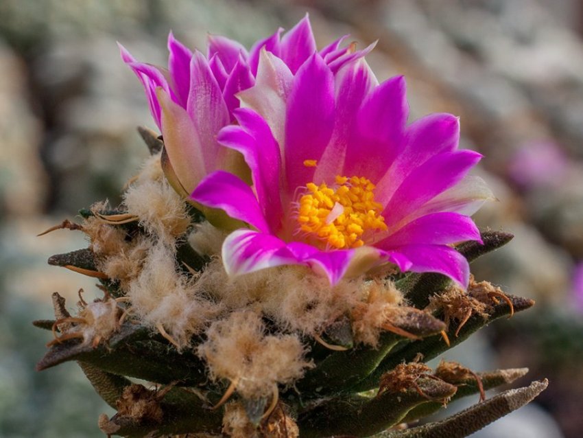 Ариокарпус агавовидный Ариокарпус агавовидный